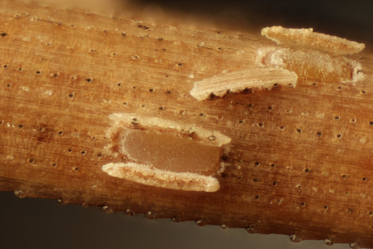 RPilze's tweet photo. Cyclaneusma niveum ex Pinus nigra

#Cyclaneusmaniveum #Cyclaneusma #Pinusnigra #Pinus #Schwarzkiefer #Blackpine #Pinnoir #pinosalgareño #pinonero #mushroom #mushrooms #fungus #fungi #pilz #pilze #champignons #champignon #nature #natur https://t.co/QOZ53MNrFj