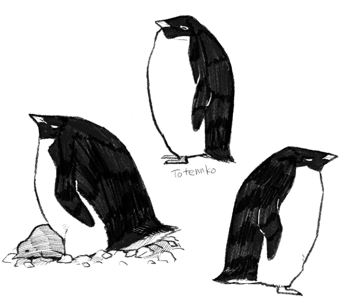 子育て時期のアデリーペンギン全体的に太くなっててすき 