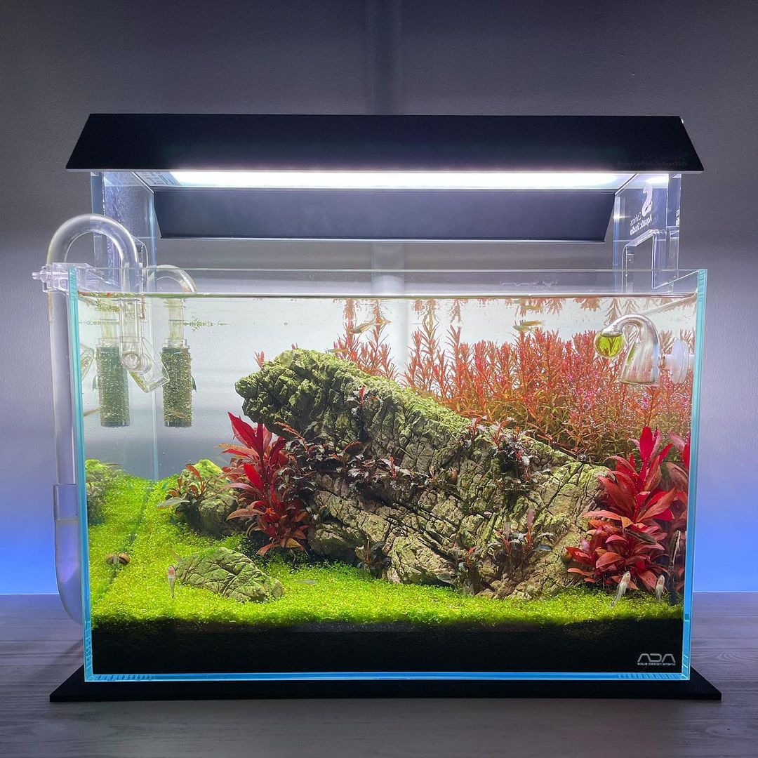 FishScienceLtd's tweet photo. Hardscape can make an ordinary aquarium an epic aquarium. This one belongs to Luke Rawlings and we think that rock is amazing!  Would you agree?
 #fishscience #fishkeeping #hardscape #display #aquarium #smalltank #welovefishkeeping https://t.co/BCI8fwm60g