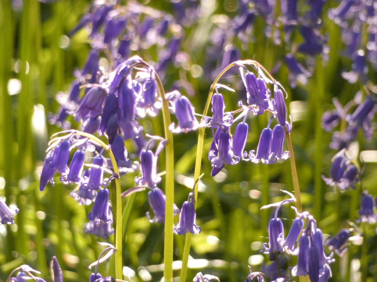 Ian Rotherham tweet media