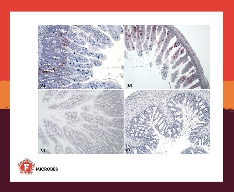 FEMSmicro's tweet photo. Birch et al. seeked to understand how #astrovirus and #sapovirus affect the #mink gut, and what is their role in pre-weaning diarrhea. They explored this by visualizing #infections in #enterocytes and #gobletcells by in situ hybridization. #FEMSMicrobes
https://t.co/9AnQiAysFH https://t.co/4z2dCKOQdJ