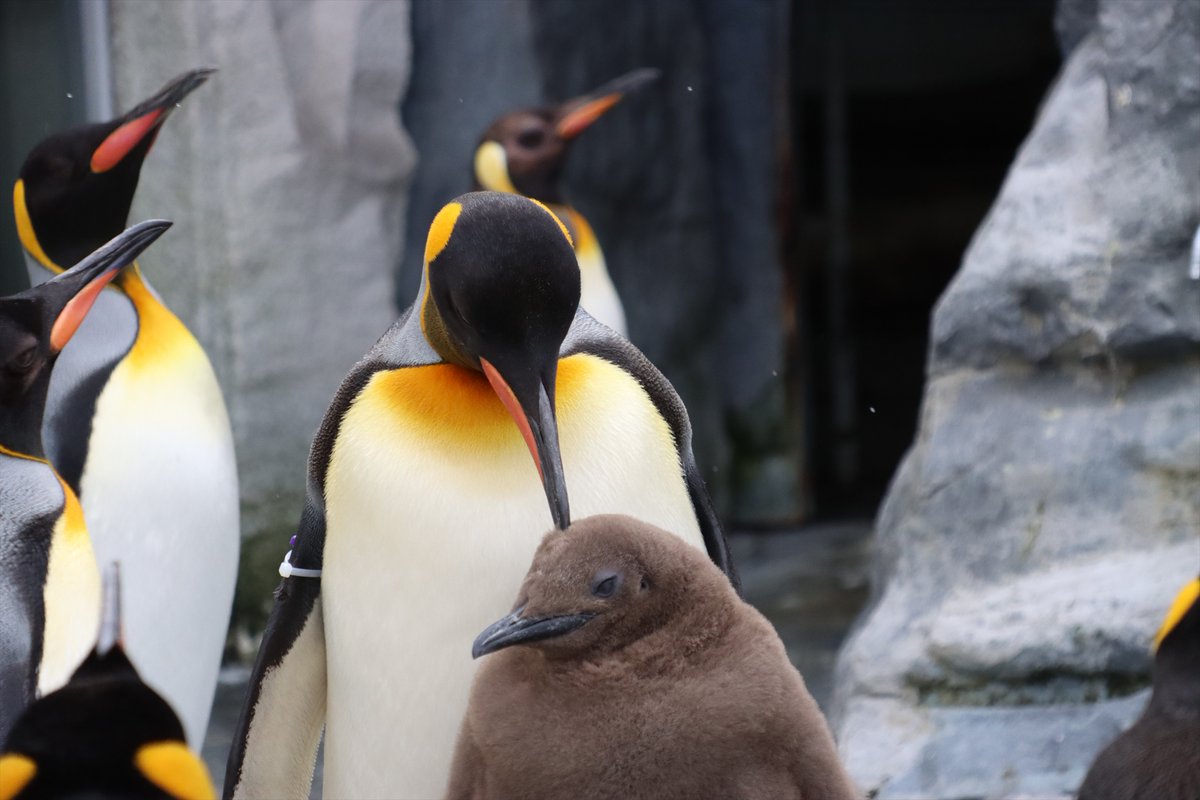 北海道の動物園 水族館 北海道旭川市 旭山動物園 2021年11月11日撮影 キングペンギンの赤ちゃん 後ろにいるのはおそらくお父さんかお母さんだと思います 北海道 旭川 旭山動物園 動物園 ペンギン キングペンギン
