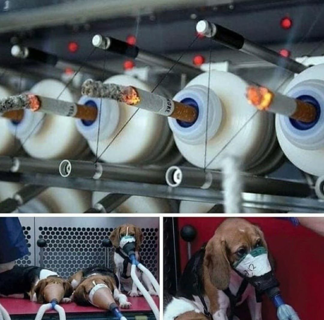 do cigarette companies test on animals Did you know ? Makers of Marlboro and other #cigarette companies continue  to subject thousands of #animal to cruel and deadly test the spite of the  fact that animals are not legally