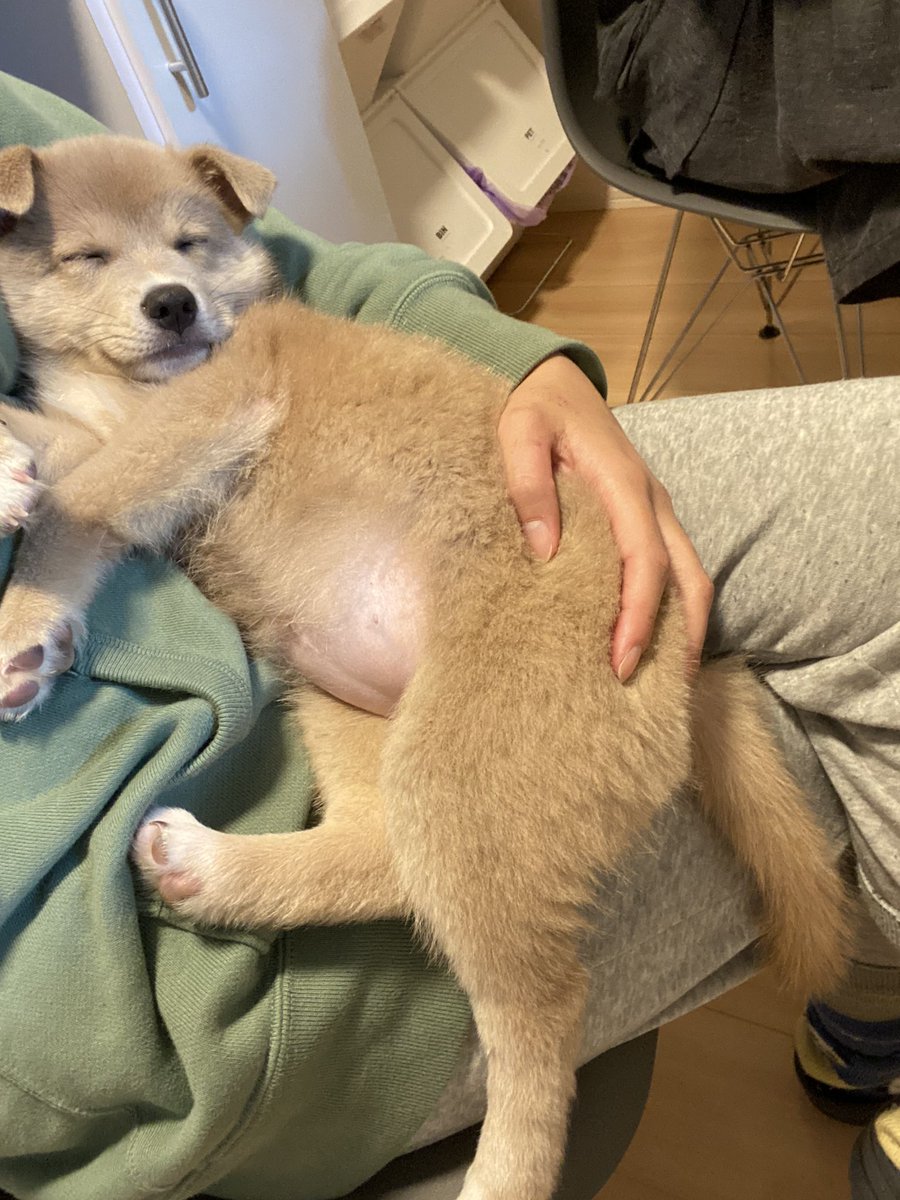センターからやってきた子犬ちゃんの甘えと信頼の寝顔にメロメロ 飼い主さんに話を聞いた ブリーダーナビ