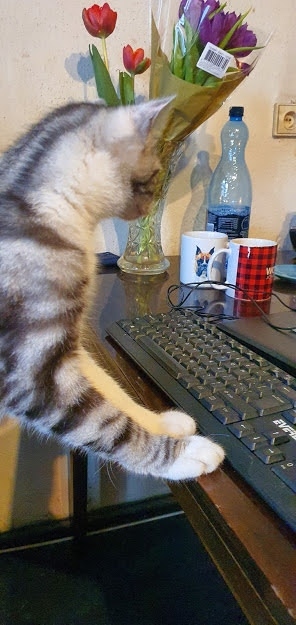 Koci_Blog's tweet image. Pepe, mały pisarz ;) Nooo, już nie taki mały ;) 😻 kociakolyska.pl 
#pepethecat #kociakolyskapl #kotywszędzie #koty #kotlaptop #kotek #polishcat #kotysąwszędzie #catlovers #cats #lovecats cutecats #ilovemycat  #igcats #caturday #mycat #catlife #kotysawszedzie