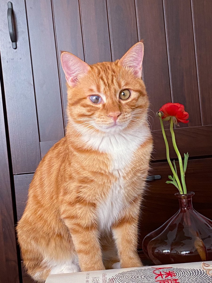 Meowfeel1's tweet photo. Our Little Angel Adrian. 🐈 👼

#CatsOfTwitter #cat #CatsOnTwitter #catboy https://t.co/p4mxyt6kX2