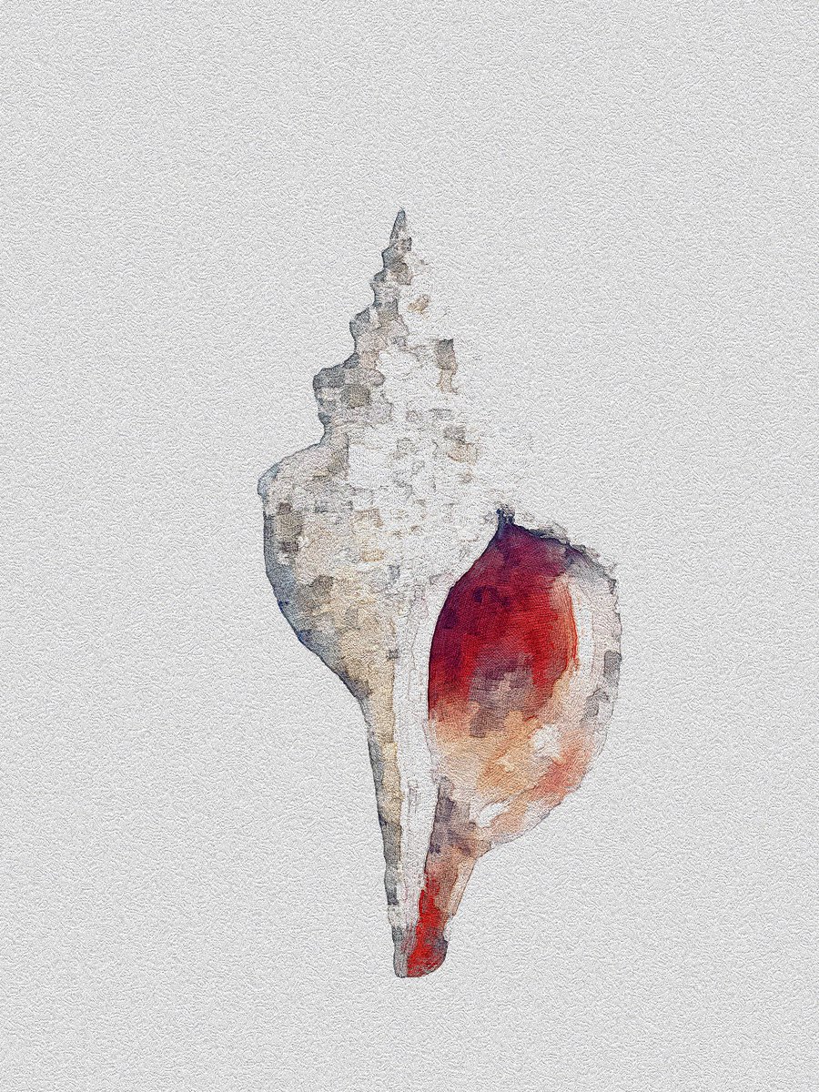 「アイビスで描いた貝殻のイラスト 」|0WLのイラスト