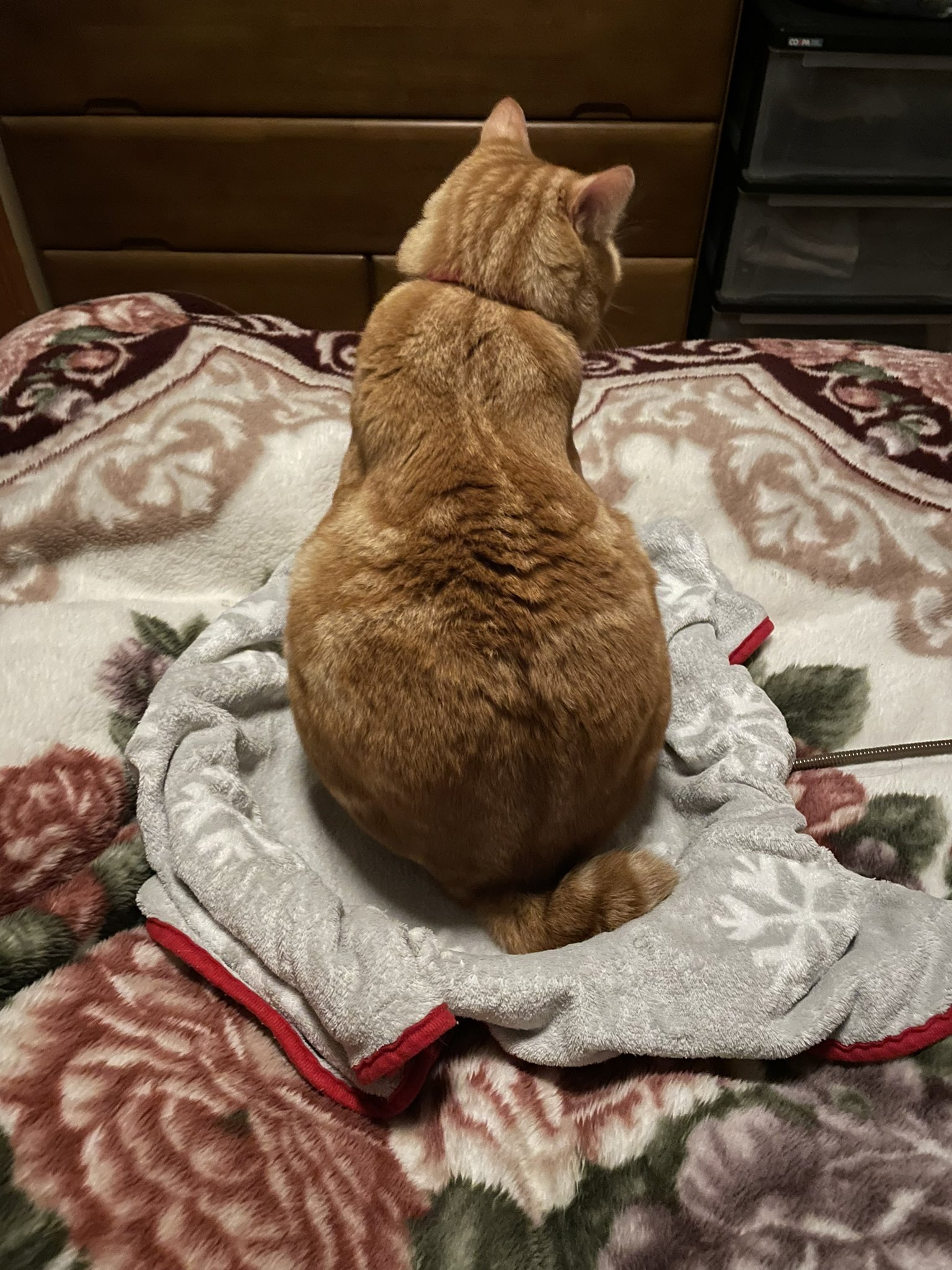 まめさん 関東在住 8畳程度 暖房付けない扉締切の部屋 必ず股の間で寝たい子 こたつ 布団の中 服の中等は大嫌いな暑がり 冬でも冷たいフローリングでゴロン まめさんが初飼いネコとしては どう寝せて良いのか未だにわからないです 経験談教えて