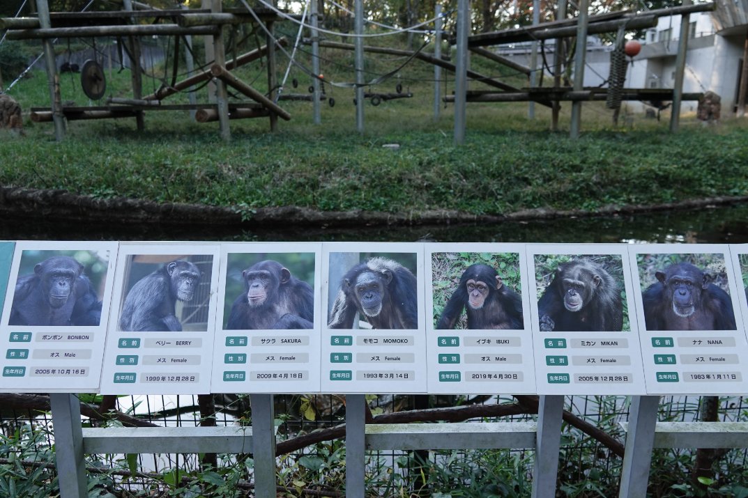 Tamazoochimpanzees #多摩動物公園チンパンジー Members list 2021.11.14