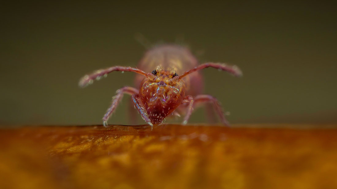 Ed_P_Wildlife's tweet photo. Dicyrtoma fusca. I rarely see this species, but there were two under the same Beech leaf in the garden this morning! Something of a "bruiser" (both in size and appearance). It's over 1mm long and therefore a "naked eye" object. Makes photography somewhat less challenging! #Globby https://t.co/76JStL3YYy