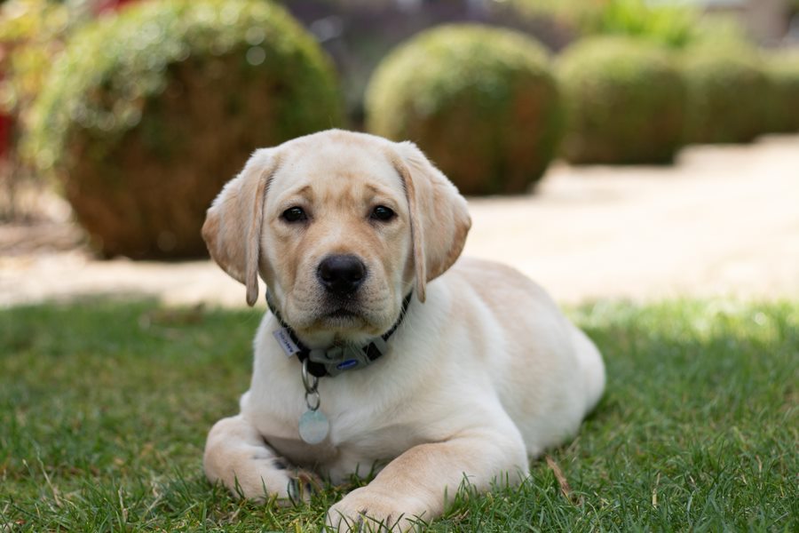🐾 Dog Lovers Wanted 🐾 

Please help us spread the word that we're looking for volunteers to help train adorable pups like Fearne from their home! 🐶

Find out more here 👉 hearingdogs.org.uk/volunteering/p…