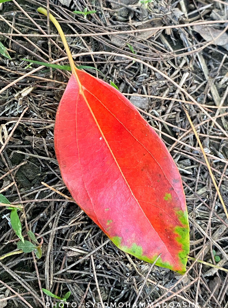 Though autumn in #Delhi is not like other places but these #CamphorTree leaves looked stunning in their bright colours .
#Leaves #Beauty #Autumn .

#StoriesOfTreesOfDelhi