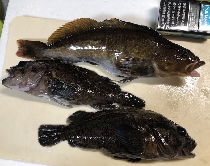 アイナメもソイも脂のってて非常に美味でした。感動です。
ありがとう、ありがとう。
お命美味しく頂きました🙏🏻 