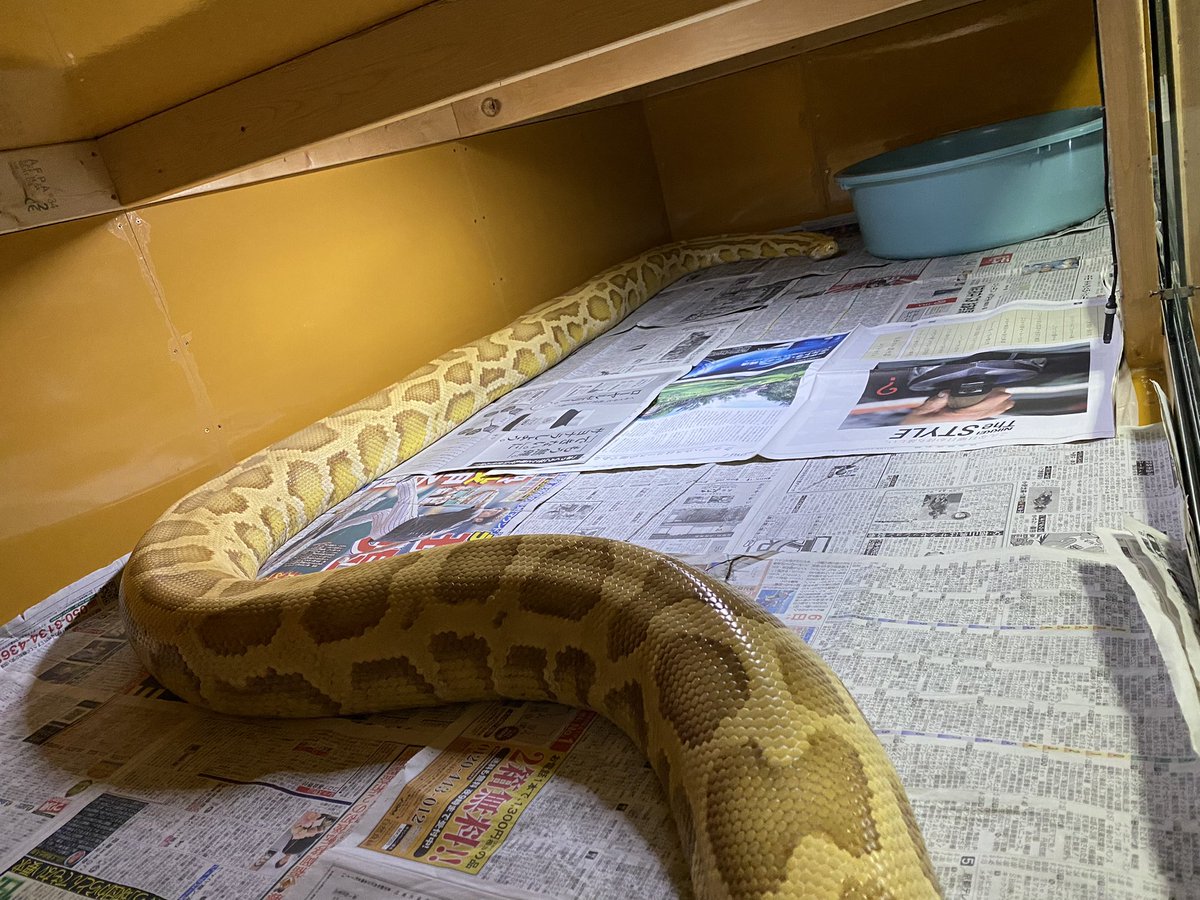 PB00038's tweet photo. キャラメルお掃除完了。
来週辺り、またあててみるかな…

部屋の何処に居てもこの室温…
その中でビルマ達のお掃除すりゃあ汗かくわねw
#爬虫類
#Pythonbivittatus
#Burmesepython https://t.co/tchQIUzCBI