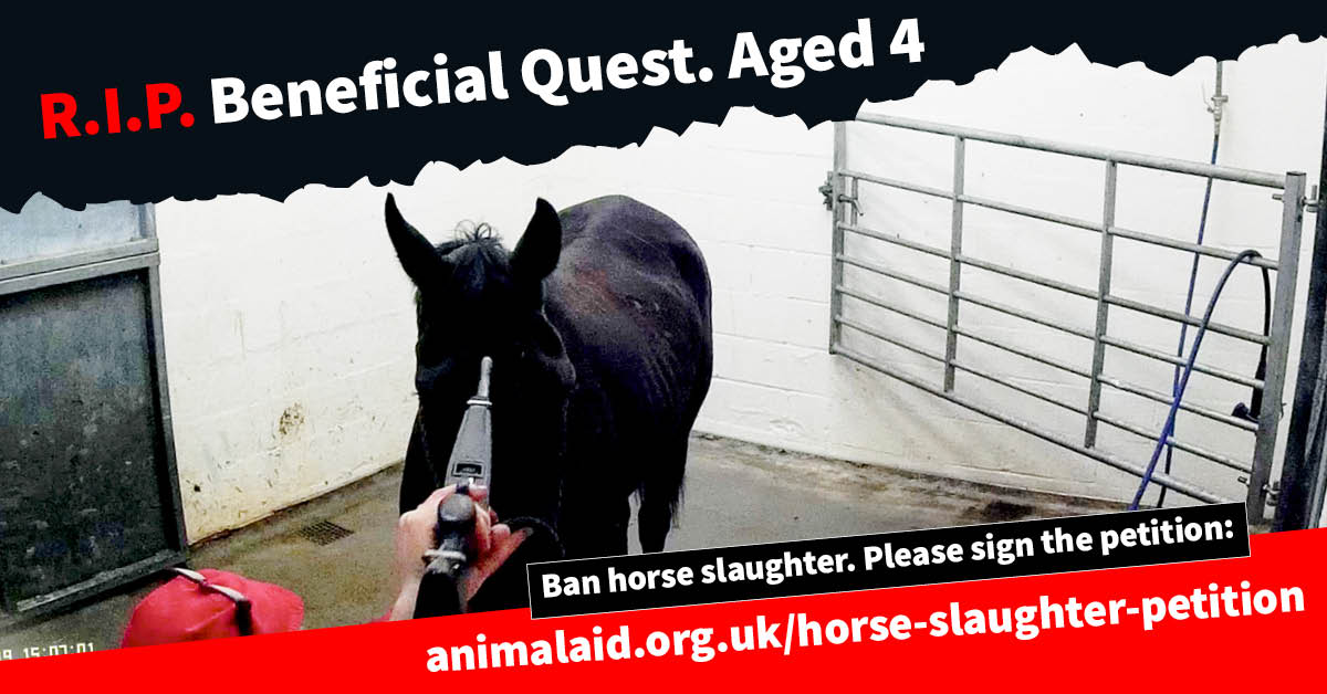 AnimalAid's tweet photo. This is Beneficial Quest. 
He was slaughtered for the meat trade in a UK abattoir on 22 October 2019.

He was just 4 years old. 

We have til 17 November to get 100,000 signatures &amp; trigger a debate in Parliament. Pls help.
@rickygervais
@RSPCA_official
https://t.co/C0LNFY2jzn https://t.co/oqrK8ADuuK