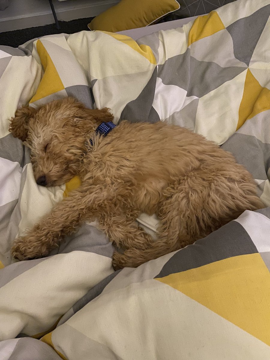 He’s a fucking angel 🥺🥰 Loves a long lie with his maw 😬