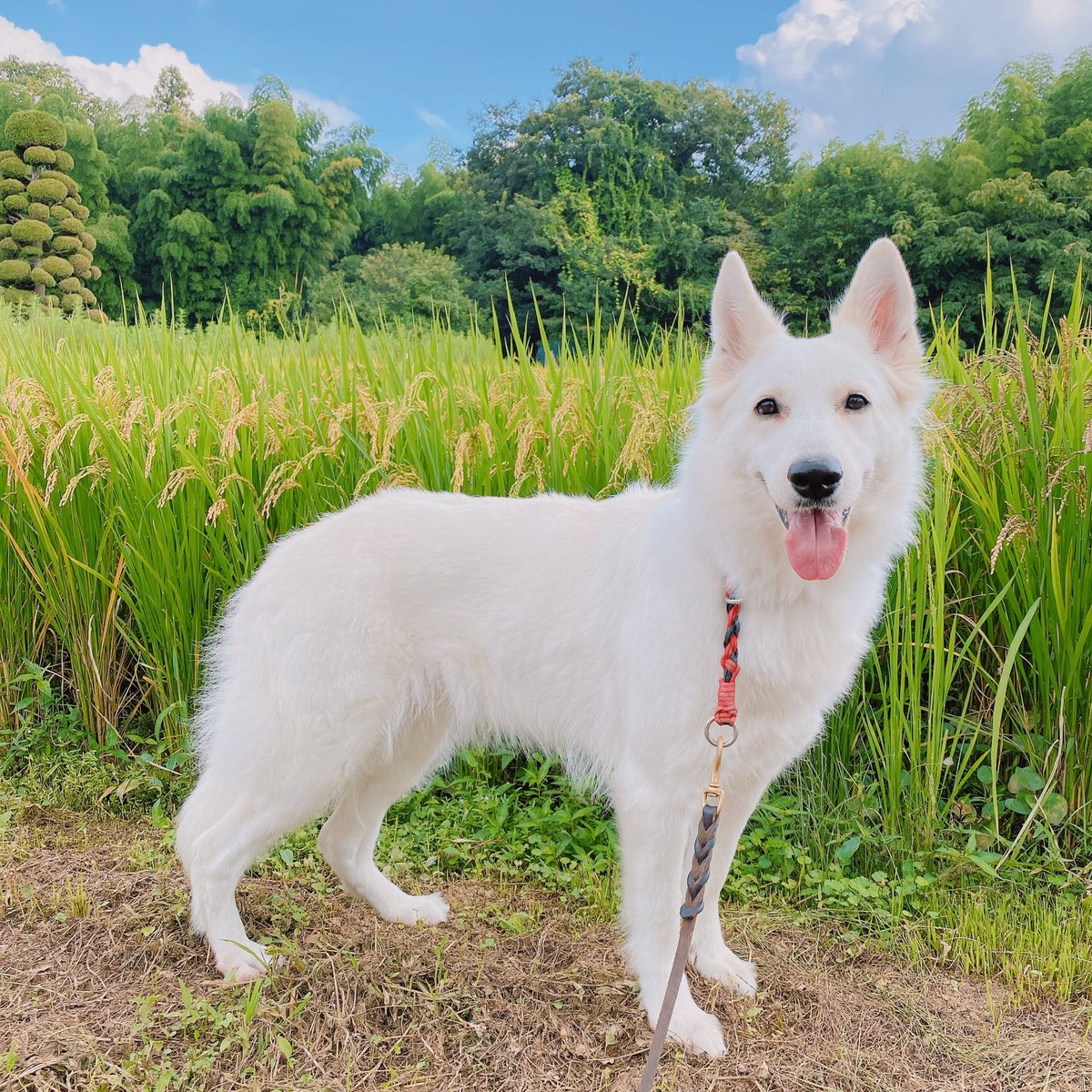 Letty0507's tweet photo. 米とレティ🌾
#ホワイトシェパード
#ホワイトスイスシェパード https://t.co/1ILjNHFWBj