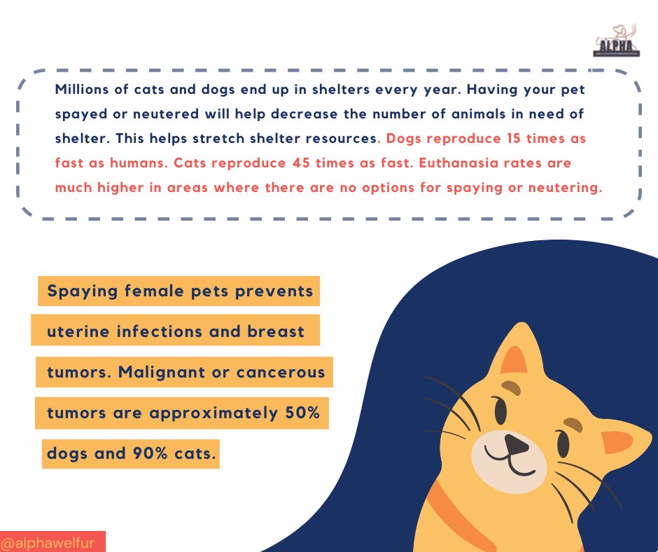 ALPHAwelfur's tweet photo. For the 2nd topic of Animal Welfare 101, we will talk about the solution which is Neuter/Spay or in Filipino known as Kapon. It is time to call for an action towards the better being of the animals.

#ALPHAwelfur
#AnimalWelfare101
#Kaponangsolusyon
#Neuter https://t.co/msRyPSbAmF
