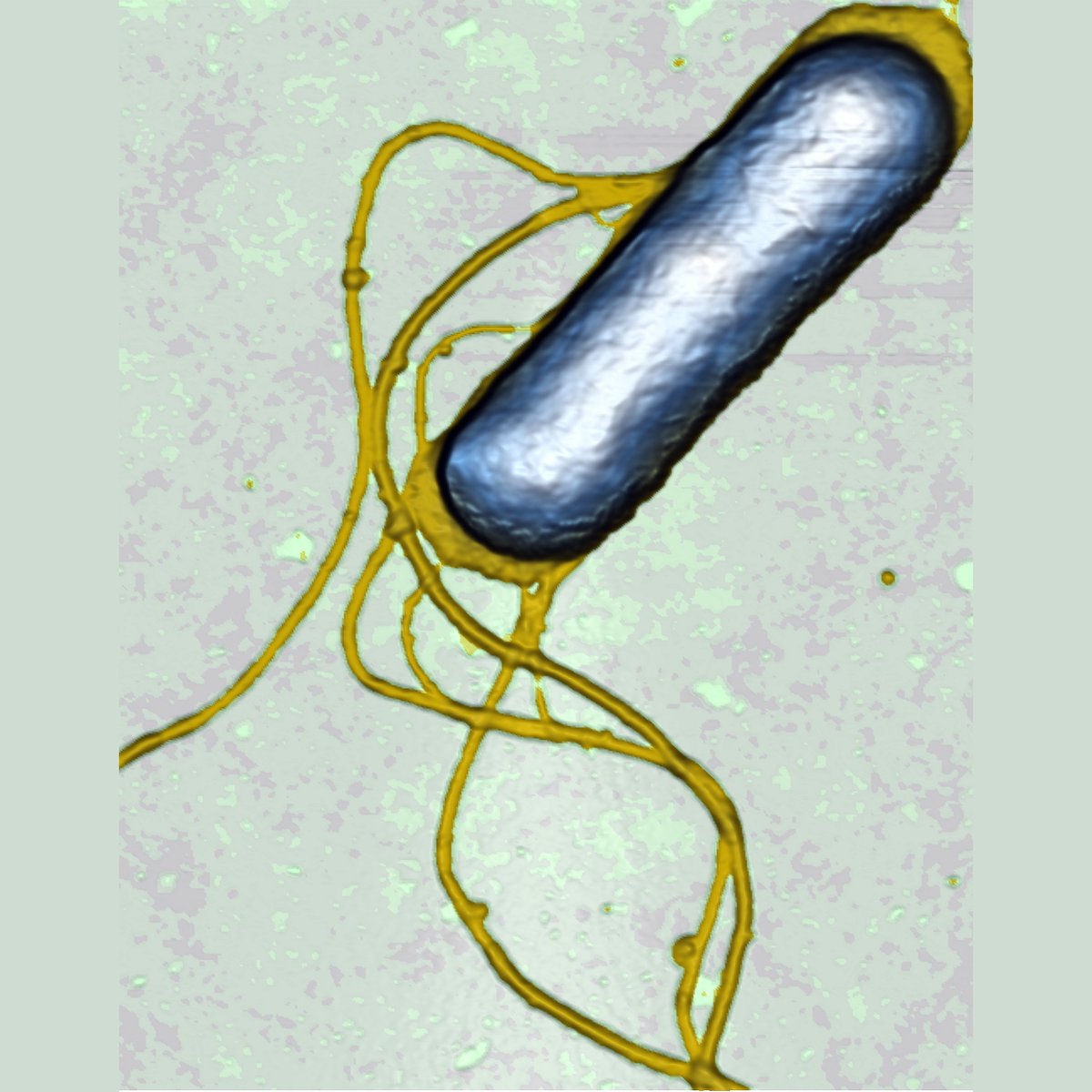 NTMDT's tweet photo. E. coli bacteria imaged in liquid. Size: 2,5x3,4x0,17 um
Image by Marko Surtchev, NT-MDT America, Tempe, AZ, US
.
.
#NTMDT #Ecoli #bacteria #microscopy #microscope #microbiology #biology #science #NTEGRA #НТМДТ #бактерия #микробиология #Интегра #наука #микроскоп #микроскопия https://t.co/rmp93AQ3F9