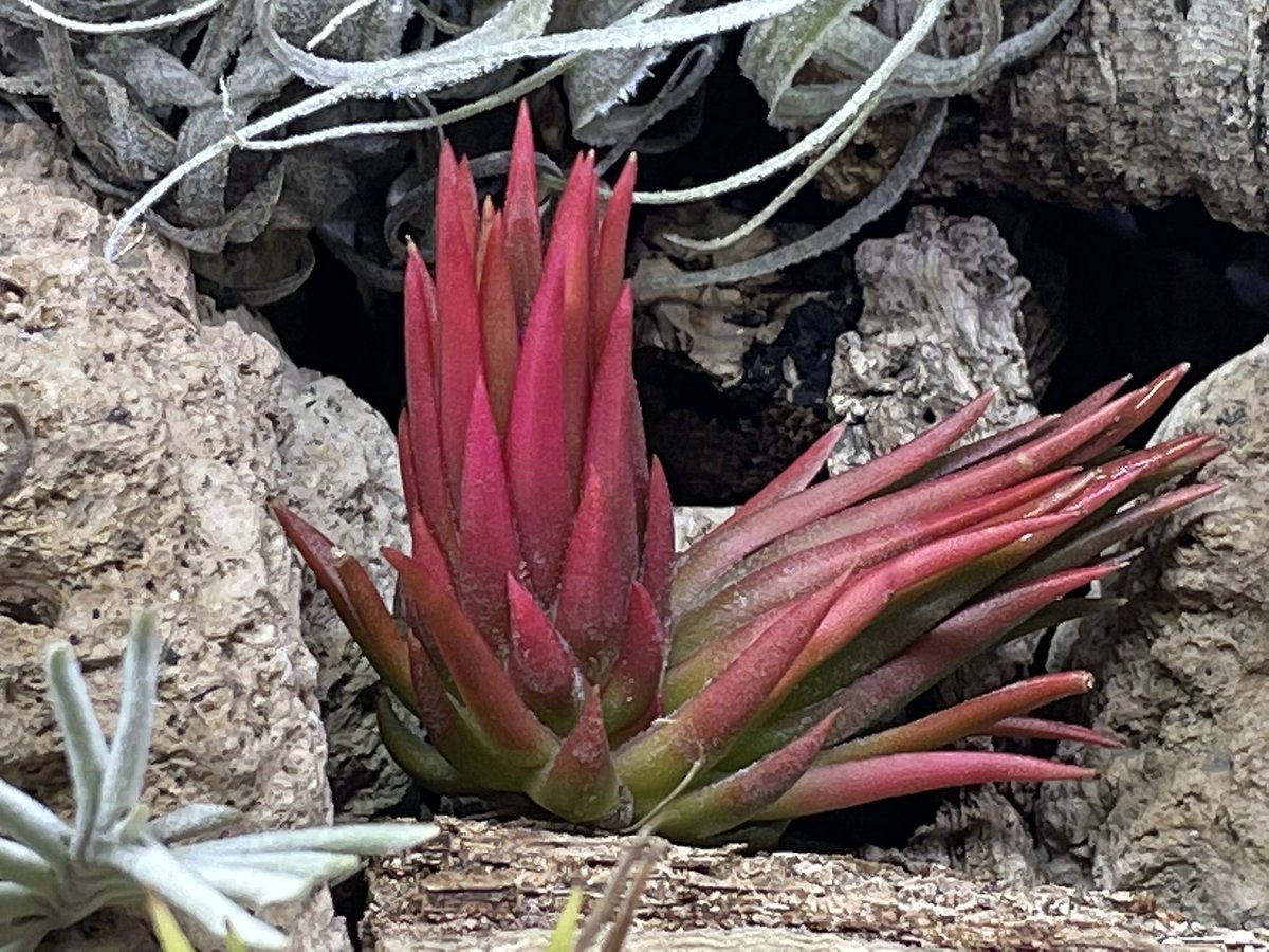 Tillandsia ionantha Totem Pole ex. RFI チランジア イオナンタ