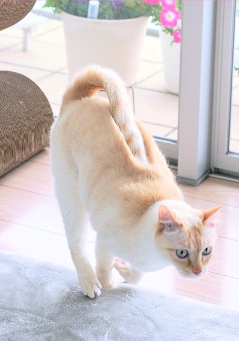 猫ちゃんのしっぽが背中にめり込んでしまった 飼い主も驚きの姿に 取っ手ついてる 格納式だったのか の声 ねとらぼ