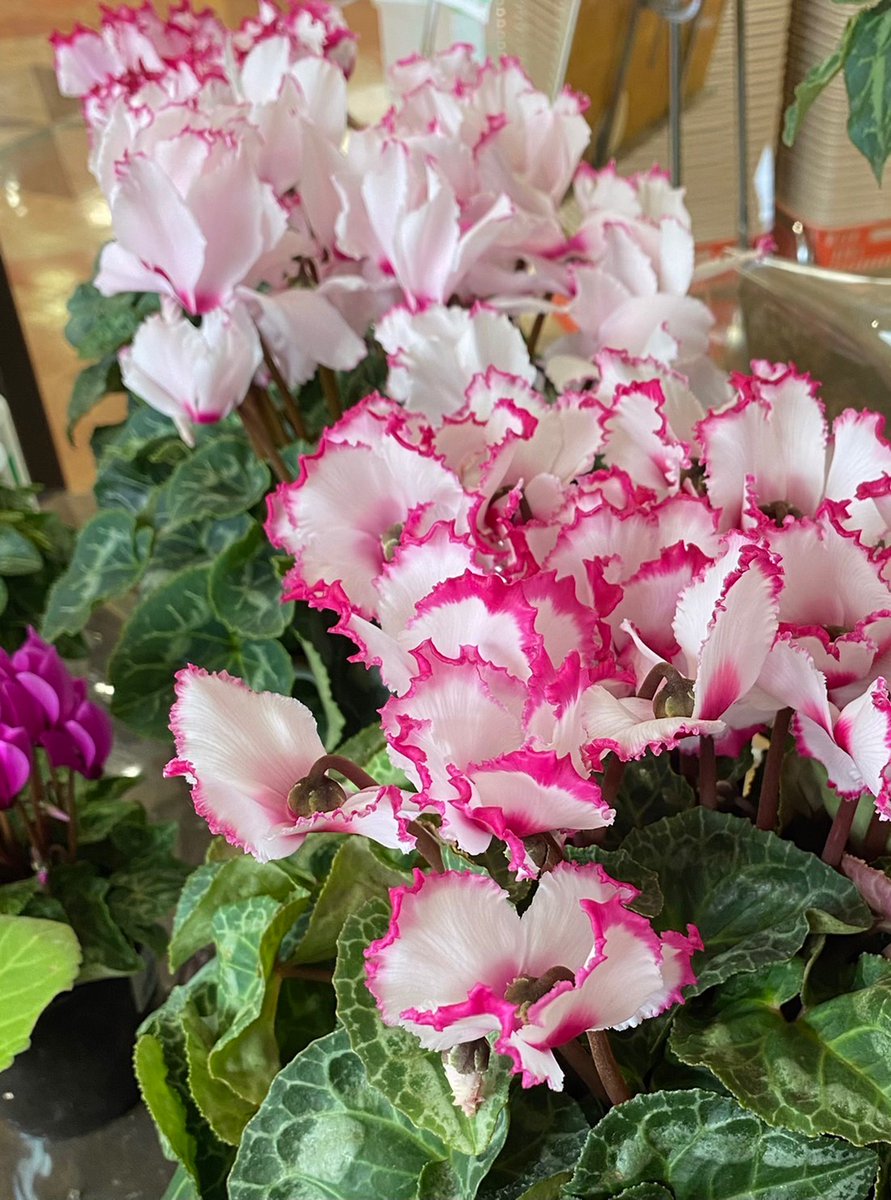 花まつ 11 22はいい夫婦の日 タピス店です シクラメンの季節到来ですね 年末にお家に飾る方も多いと思います ちなみに花言葉は色によって違います ピンクは 憧れ はにかみ 白は 清純 紫は 絆 赤の 嫉妬 はちょっとドキッとする花