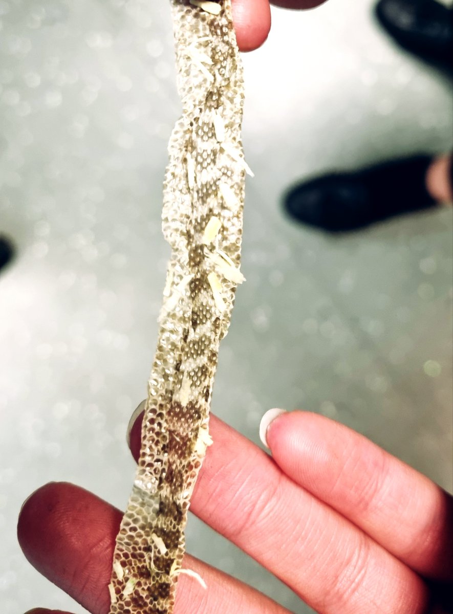 Thanks to Amelia <a href="/OfficialNUSA/">NUSA</a> for sharing the skin of her Hognose snake with us! Nature is so beautiful! 🐍😍 #scienceiseverywhere #beautyinnature