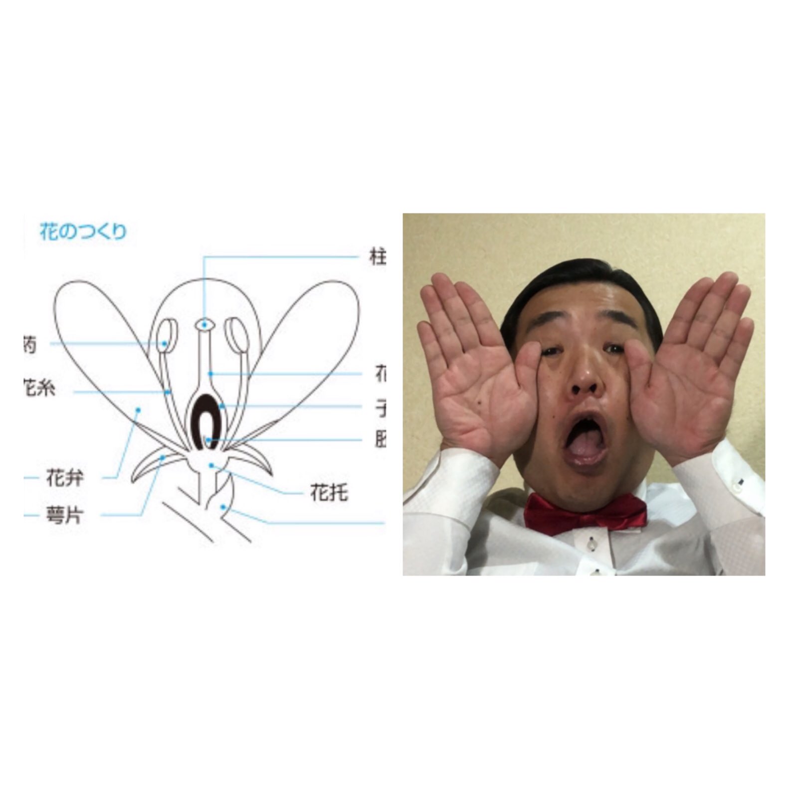 花のつくり Twitter Search Twitter