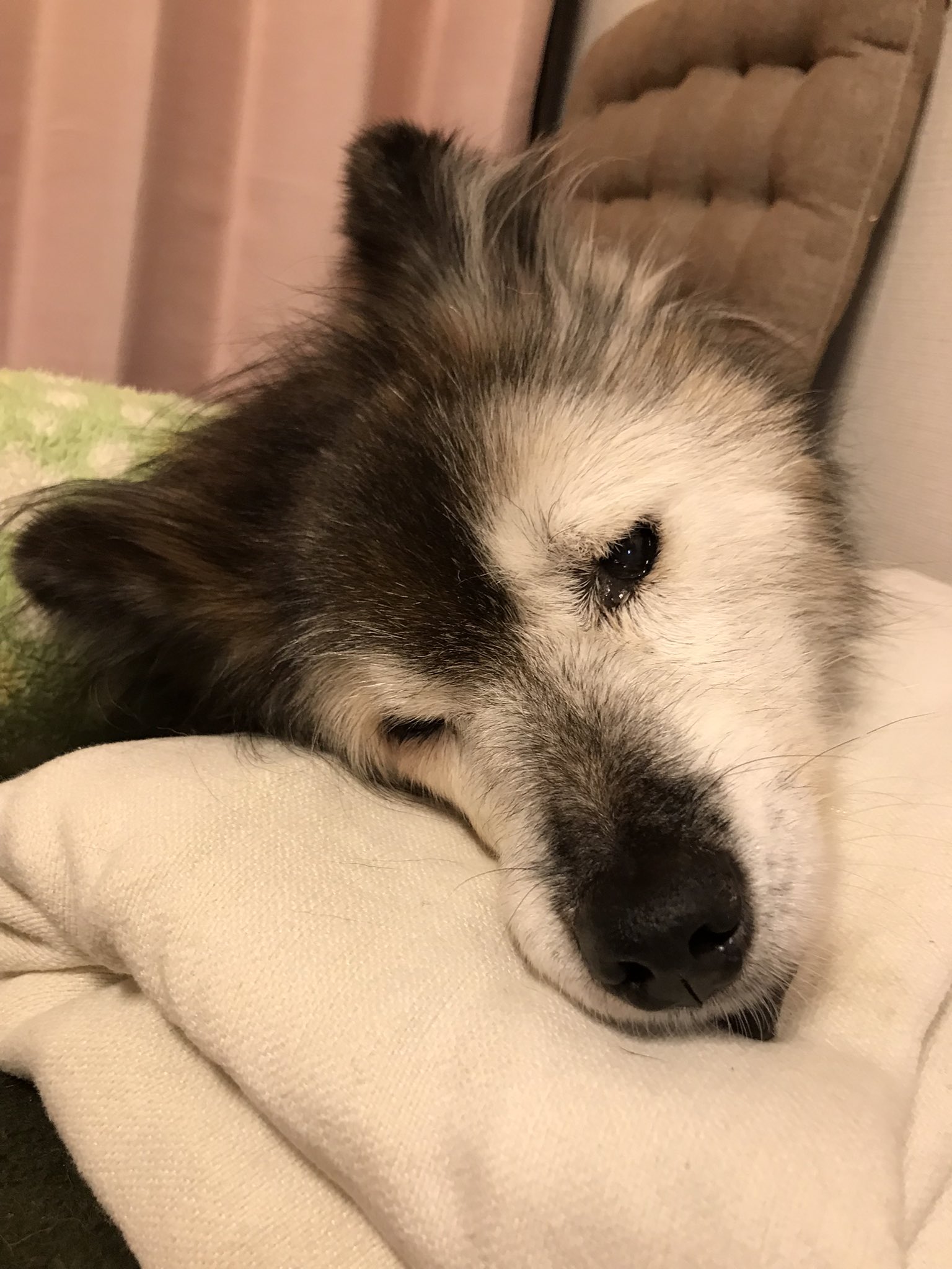 動物好きが暮らす障害者グループホーム ワン ライフ ホーム One Life Home Twitter