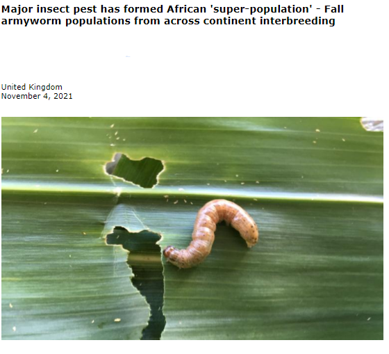 Plants_EFSA's tweet photo. #NewReading: New study raises fears over the possibility of #FallArmyworm "superpopulation" in #Africa!
🌽🌍 ☠️
such high #Spodoptera #interbreeding could higher the risk of #PesticideResistance 
find out more here👇
📰https://t.co/UYH1IxmNbM
🔬https://t.co/wUmvQRbvIP https://t.co/Ka1zQwL83v