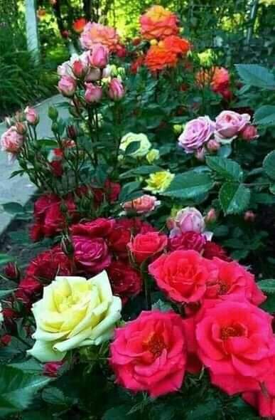 EheaMohammed's tweet photo. @centeriraqide كل التوفيق ان شاء الله تبارك وتعالى https://t.co/sSRRH67HMg