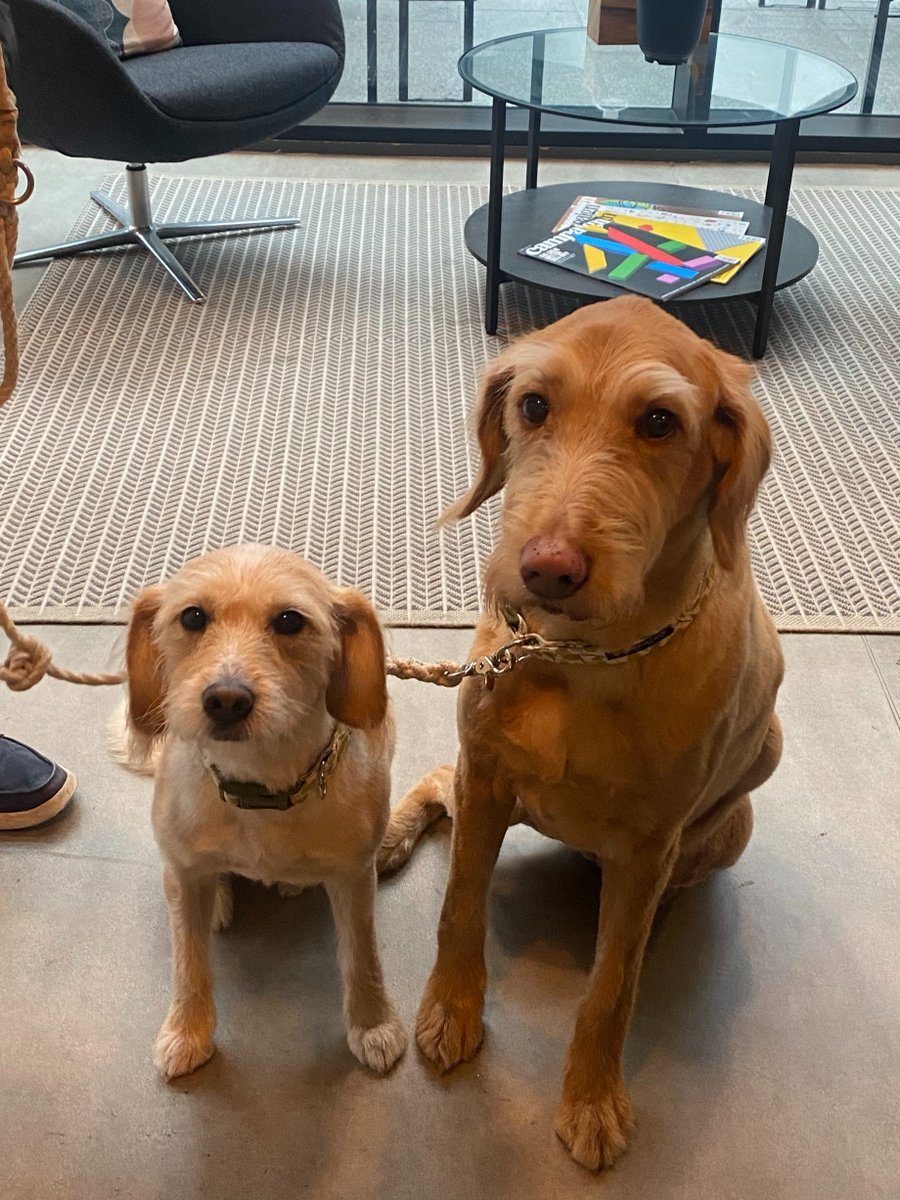 We've got some more of our canine members visiting our Mann Island workspace today! Find out more at hubs.ly/H0-3Q1v0 #liverpool #liverpooloffice #workingdog