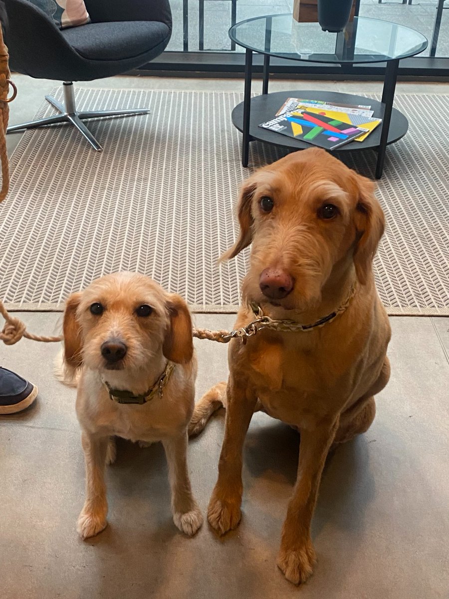 We've got some more of our canine members visiting our Mann Island workspace today! Find out more at hubs.ly/H0-3Q1v0

#liverpool #liverpooloffice #workingdog