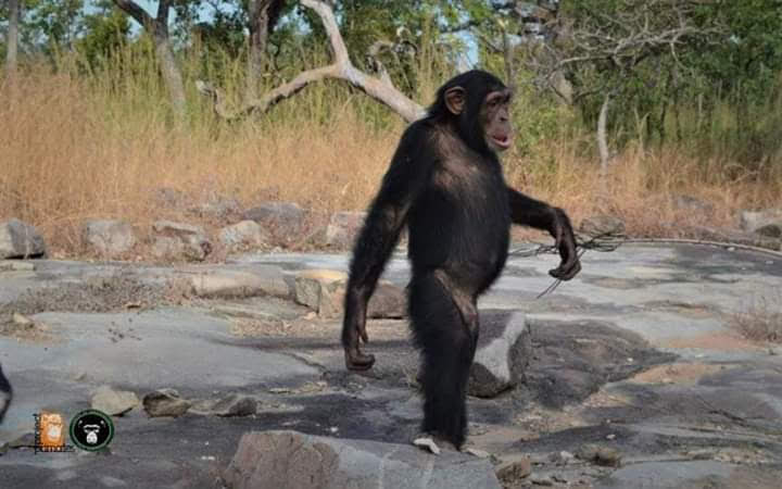 Baboon
