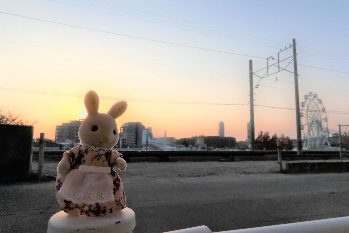 写真を撮るウサギ tweet media