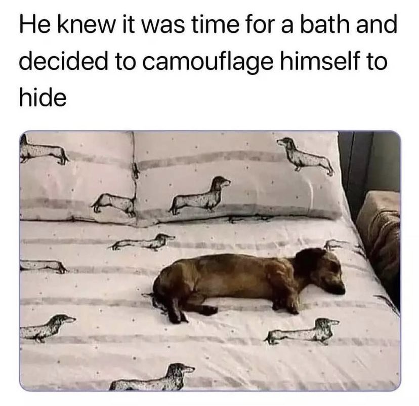 WholesomeMemes (@wholesomememe) on Twitter photo 