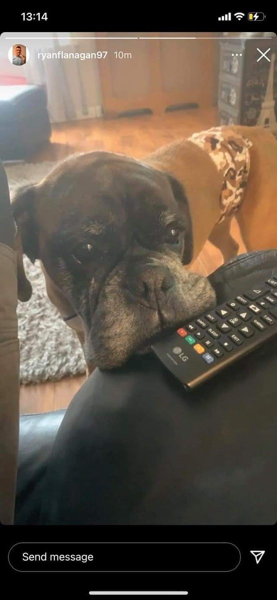 One of our staff members have had their dog go missing. He is a Boxer and will answer to Buster. Please be vigilant and keep an eye out for Buster. Last sightings Prestonpans opposite train Station yesterday afternoon.