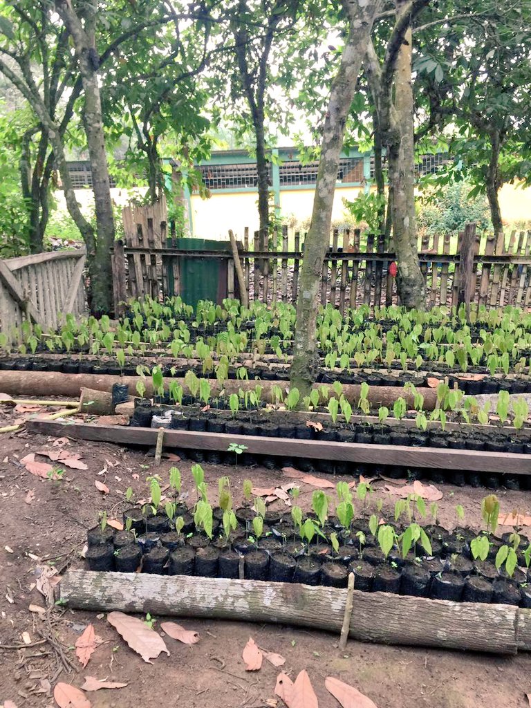 Agricultura_CZ4's tweet photo. Técnicos del Proyecto de Reactivación Café y Cacao, realizaron monitoreo en viveros de cacao, implementados en la comunidad Piedra de Plata de la parroquia Pichincha del cantón #Pichincha, donde se puede observar el buen desarrollo  y calidad de las plantas 🌱
#JuntosLoLogramos https://t.co/E9nPGfrKWh