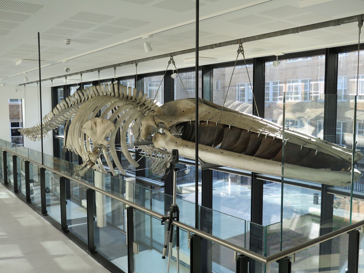 FitzMuseumEduca's tweet photo. Teachers, this Sat grab a cuppa & some art materials & join Emma Hamshare to explore how water themed art can link across science, DT, literacy. 3d whale models, collaborative stories, drawing. For all from beginners upwards. #primarycpd #teacherevent https://t.co/NZAZYwOLfo https://t.co/KzhCdICg0T