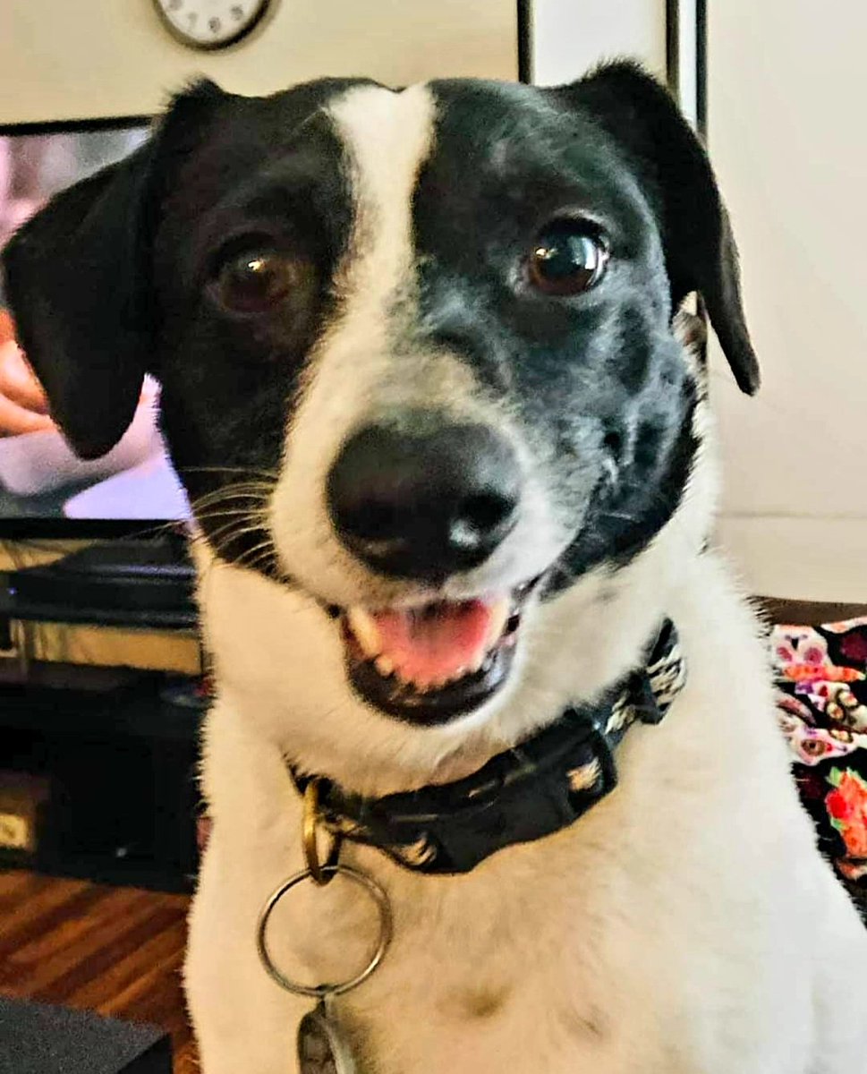 79ec3de79d3a470's tweet photo. @budweiserusa Murphy loves Budweiser! 
@PupweiserContest
"Entry" https://t.co/KtEZ19afs9