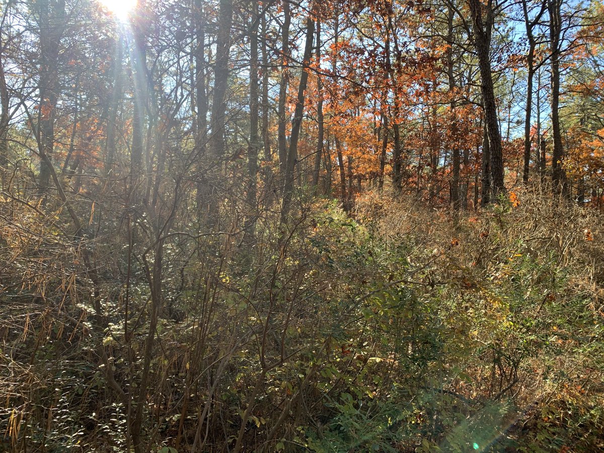 josephlamport's tweet photo. November sunlight
A soft down comforter
Blankets the earth
#haiku #phoku https://t.co/2lOaO7PnvM