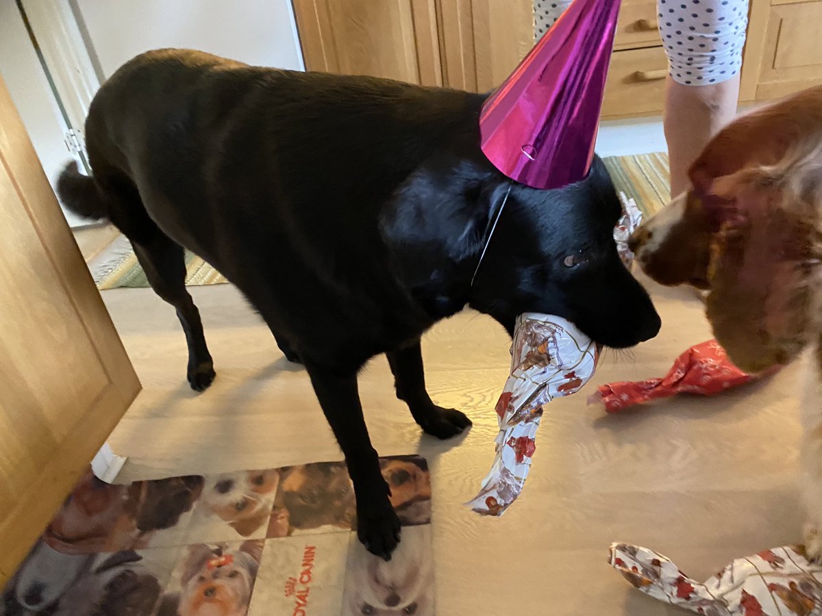 ValhallaDawg's tweet photo. The love I have for this pup of mine can’t be measured~ https://t.co/MnXL5x1eok