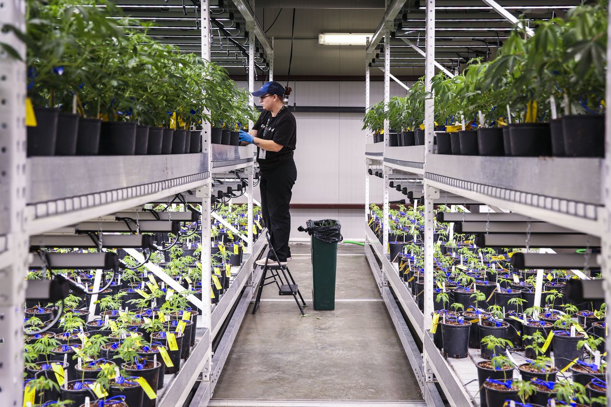 Boston Globe Marijuana tweet media
