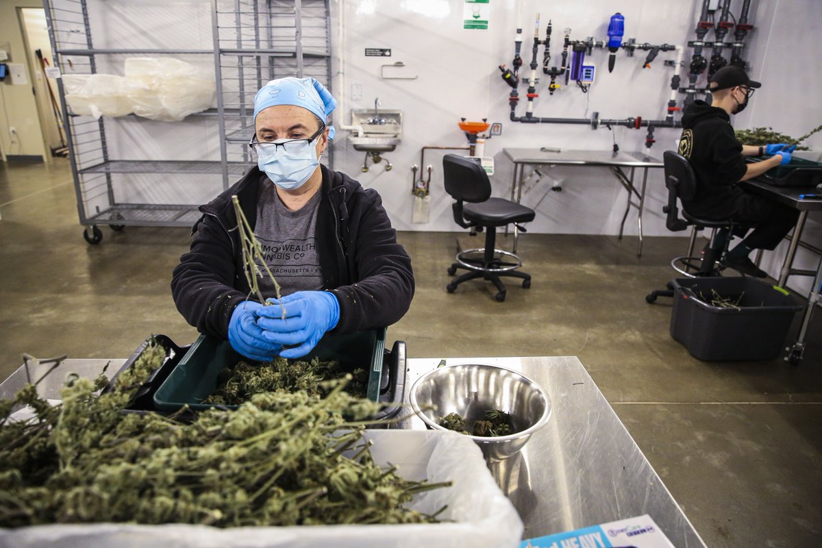 Boston Globe Marijuana tweet media