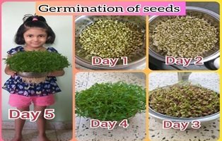 Manjula_Pooja's tweet photo. Hydroponic Activity :
The methodology of Design Thinking was implemented while teaching germination activity to the Sr. Kg kids. 
#activities #online #designthinking #plants #students #teacher  #hydroponicgardening #competency #DPSBopal #kalorex #manjulapujashroff #SHROFFism #MPS https://t.co/uycJfs7H4S