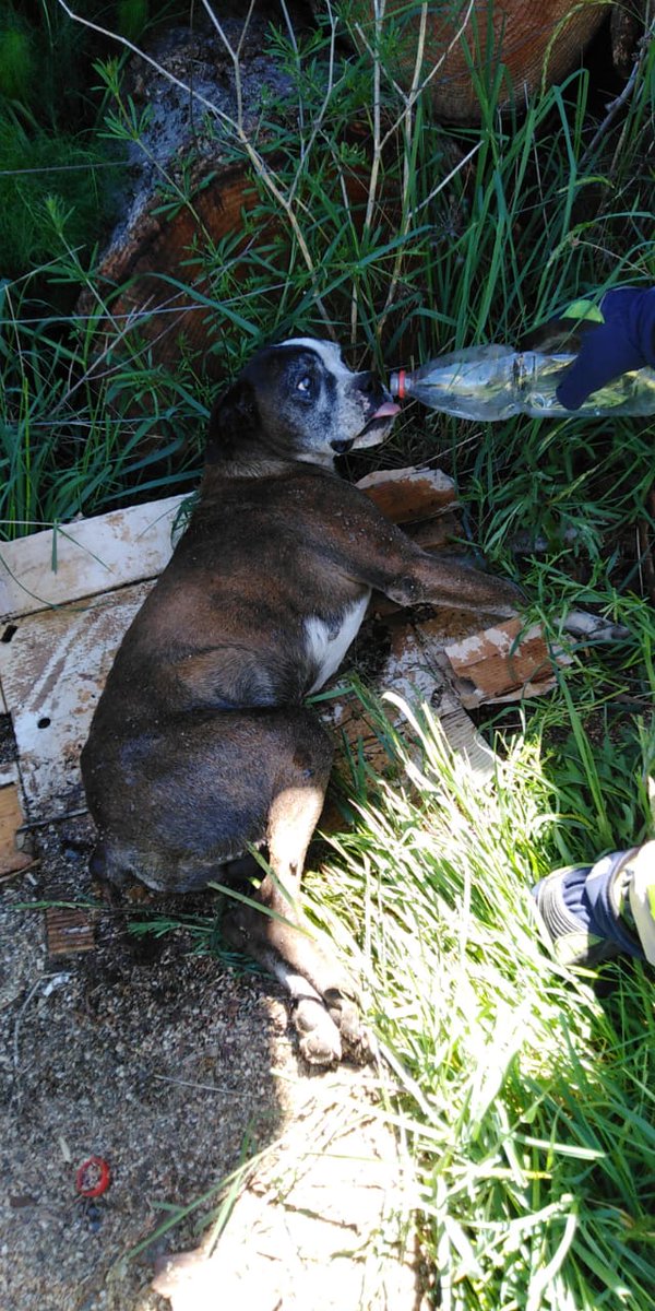 2dacuracautin's tweet photo. 10-3-8 rescate animal.
1 oriente / 1 norte

Personal de bomberos logró sacar de una cuneta a un perro que se encontraba herido e imposibilitado de desplazarse.
Ya en un lugar seguro se tomó contacto con el municipio para la asistencia del perrito. https://t.co/Ez7c7c8KiH