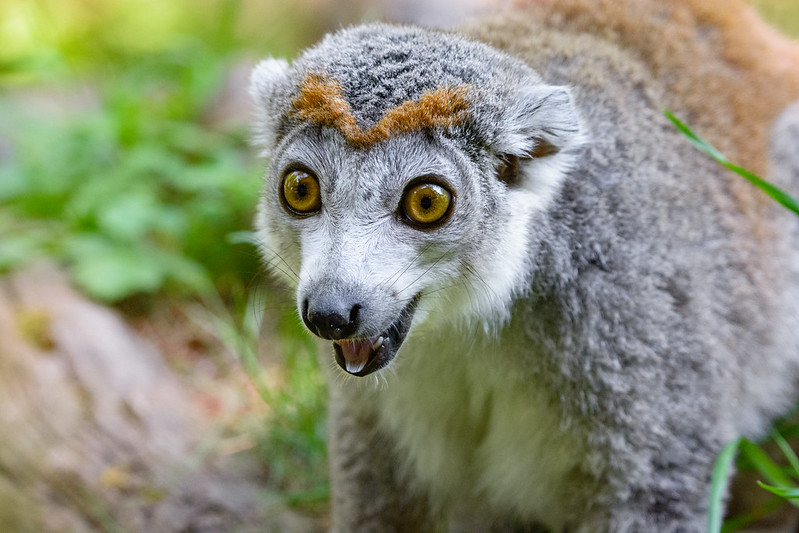LemurNetwork's tweet photo. Why is this crowned lemur SO EXCITED? Online donations for 5 #Malagasy conservation orgs will be matched through Dec 31!
That's TWICE the impact for lemurs! Check back on Monday for all the details!
#GivingTuesday #SaveLemurs #GiveBack
📷Mathias Appel⠀ https://t.co/JefjCzbZPQ