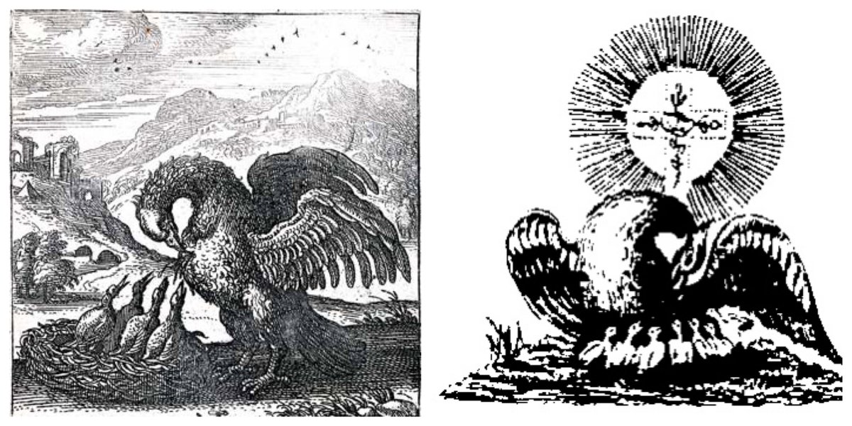 After peacock, the next bird as a symbol in alchemy is a pelican which stabs its breast to feed its own 7 chicks with its own blood. Portrays an act of sacrifice. Like Jesus who gave his life for the redemption of mankind. 