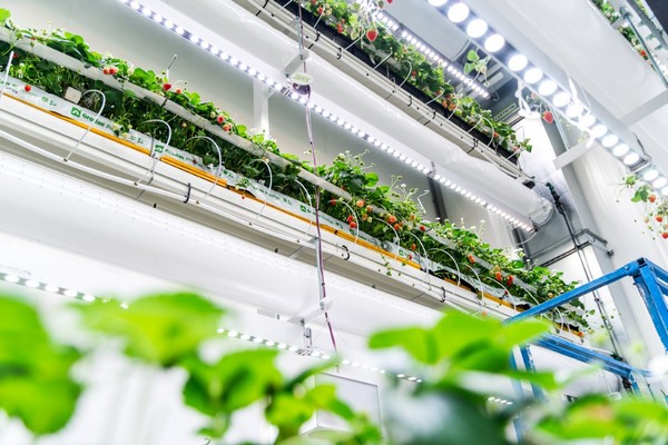 Vertical Farm Daily tweet media