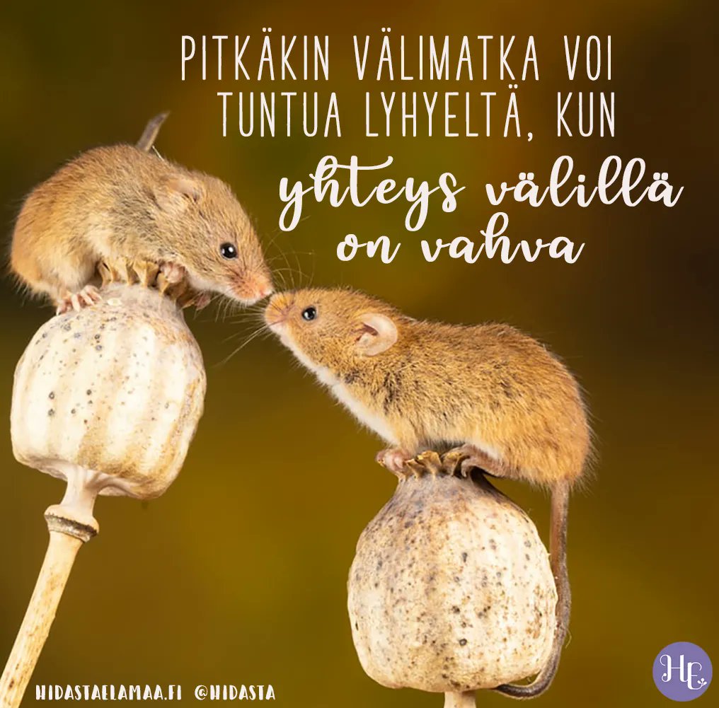 HidastaElämää on X: Tägää ystäväsi, jonka kanssa yhteys säilyy  välimatkasta huolimatta❣️ #ystävyys #ihmissuhteet #hidastaelämää #välimatka  t.cooddoMGrjz7  X